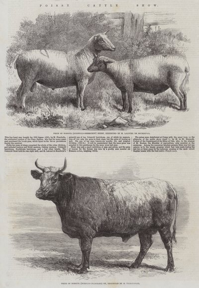 Poissy Cattle Show by Harrison William Weir